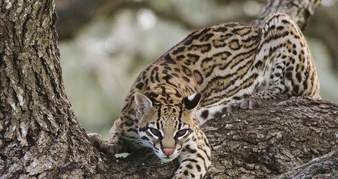 我的世界如何驯服豹猫