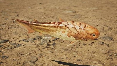 怪物猎人3鱼有什么用